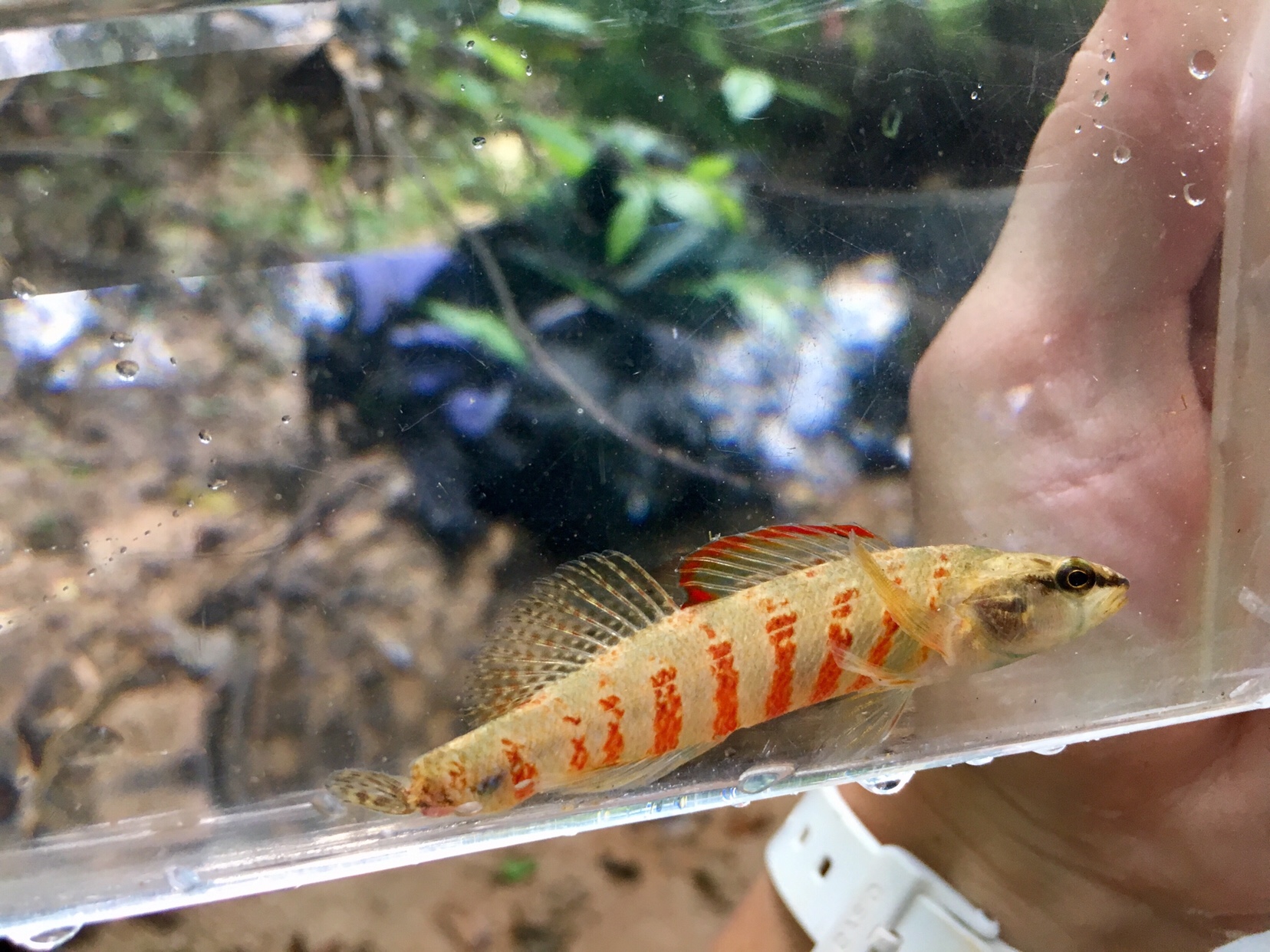 This Christmas Darter lost his caudal fin at some point, but was still surviving perfectly fine without it. 